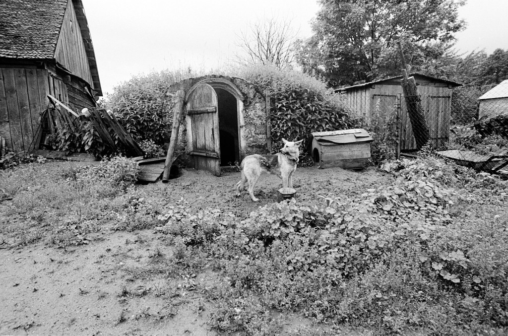 Black and white photo of a dog stands in front of a tiny hut, beside a house