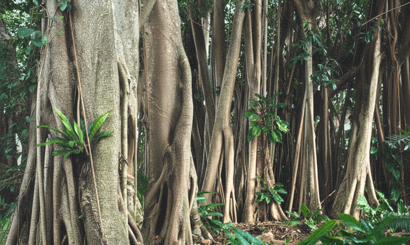 Thick trunks and roots of rubber trees in Cairns ,Australia